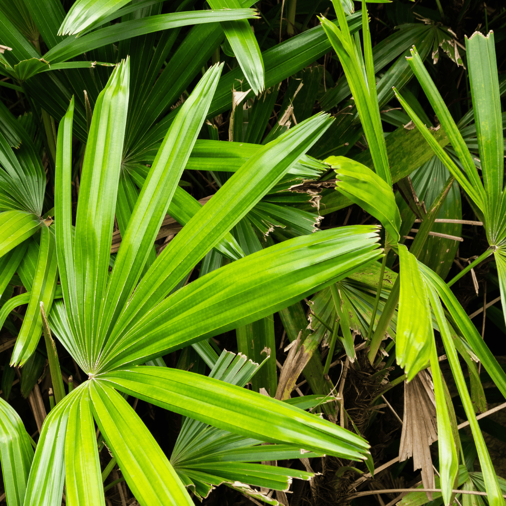 Prostata Skoczylas 60 kapsułek – Palma Sabałowa (Saw Palmetto), Beta-Sitosterol, Likopen, Prawidłowe Funkcjonowanie Stercza, Swobodny Przepływ Moczu i Formuła Pure Clean Label — miniatura 3