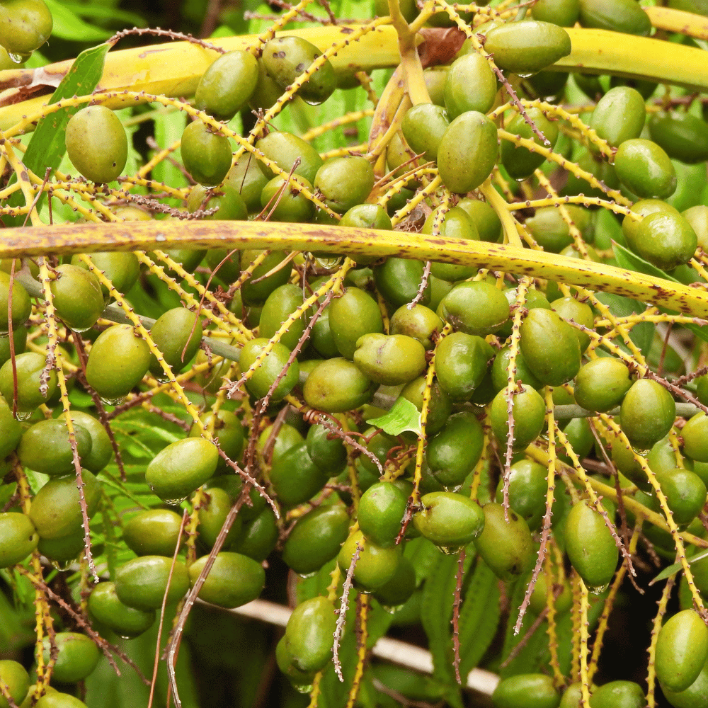 Prostata Skoczylas 60 kapsułek – Palma Sabałowa (Saw Palmetto), Beta-Sitosterol, Likopen, Prawidłowe Funkcjonowanie Stercza, Swobodny Przepływ Moczu i Formuła Pure Clean Label — miniatura 4