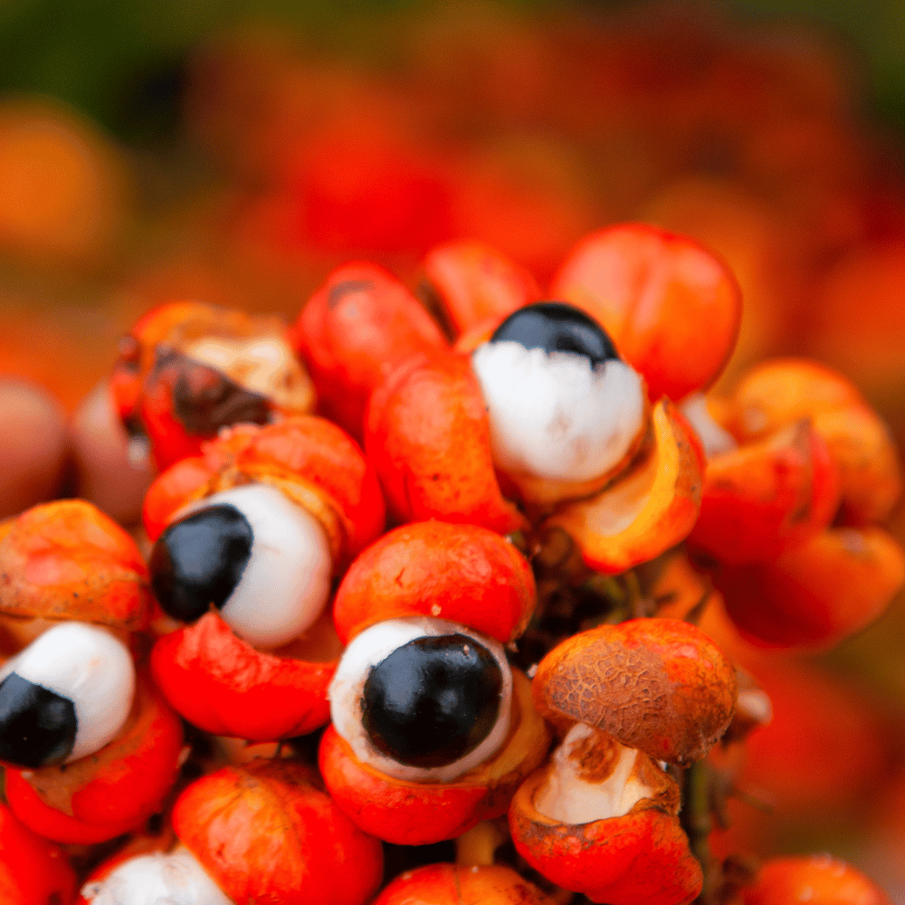 Sport Skoczylas Proszek – L-Cytrulina, Guarana, Żeń-szeń, Maksymalna Wydolność, Pompa Mięśniowa, Długotrwała Energia i Formuła Pure Clean Label — miniatura 4