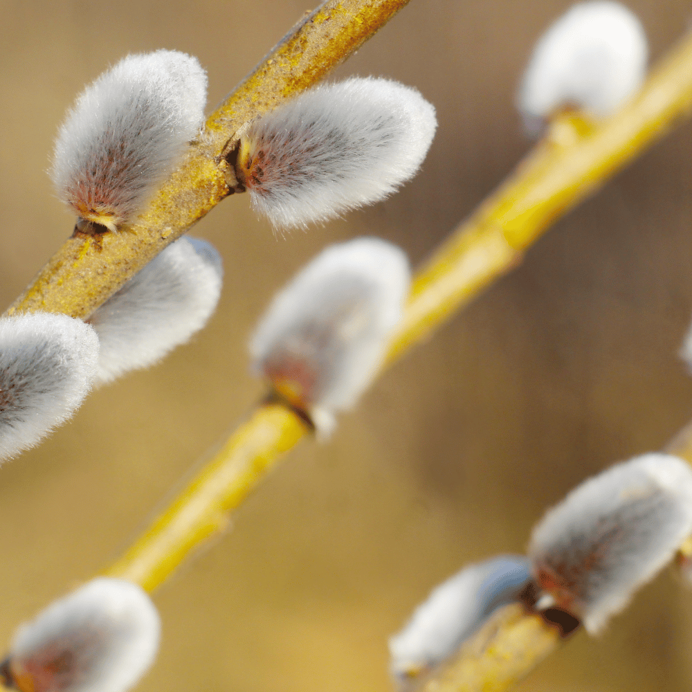 Stawy Skoczylas 60 kapsułek – Kadzidłowiec (Boswellia), Wierzba Biała, Ashwagandha, Sosna, Komfort Układu Ruchu, Sprawne Stawy i Formuła Pure Clean Label — miniatura 3