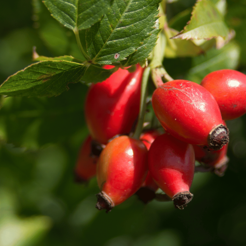 Witamina C Trio Skoczylas Dzika Róża Aronia Acerola na Odporność Kapsułki 60 szt. — miniatura 4