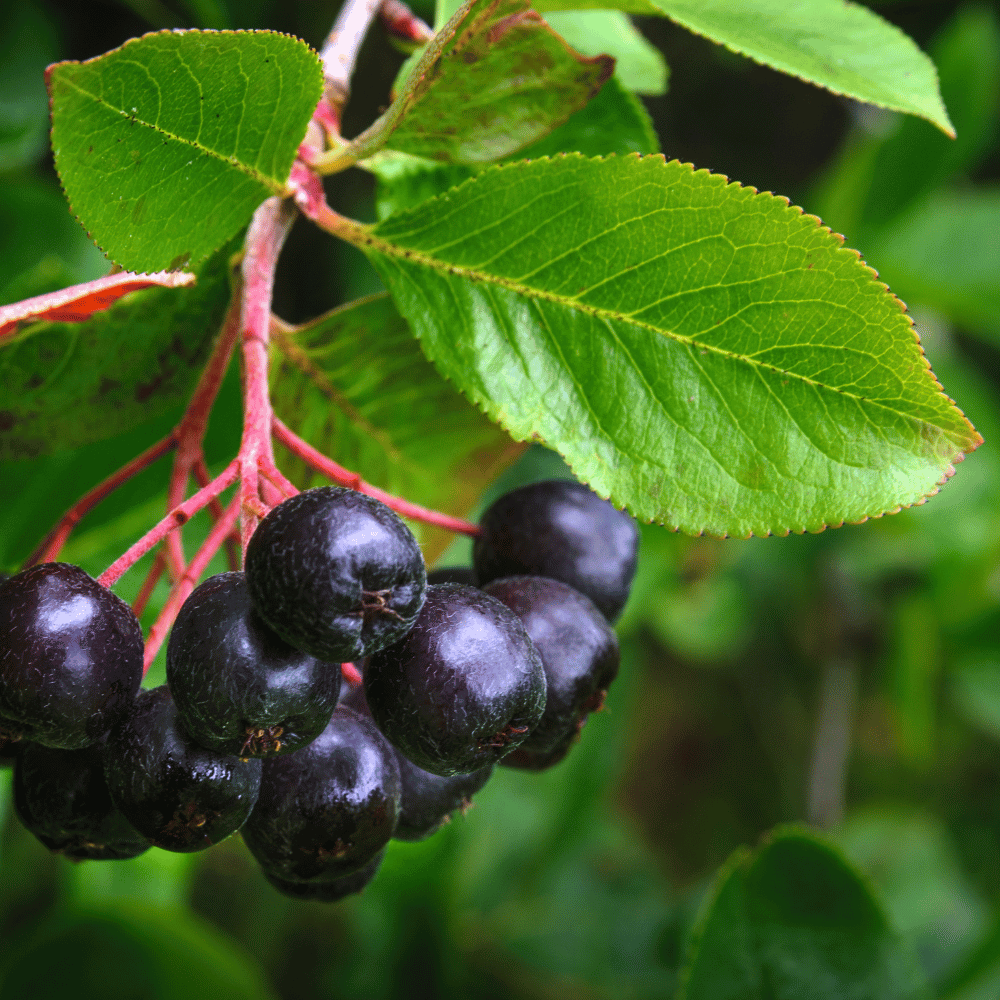 Witamina C Trio Skoczylas Dzika Róża Aronia Acerola na Odporność Kapsułki 60 szt. — miniatura 5