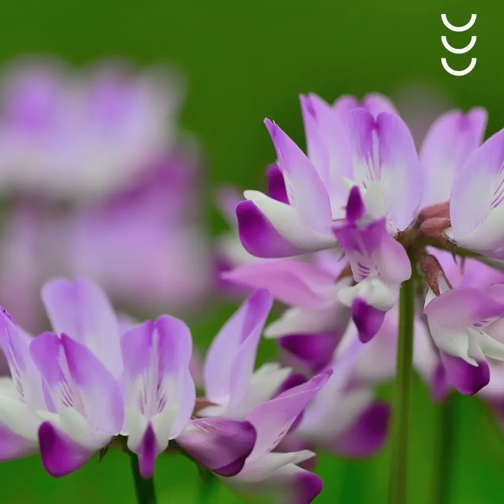 Astragalus Premium Bio Herbs 60 kapsułek — miniatura 3