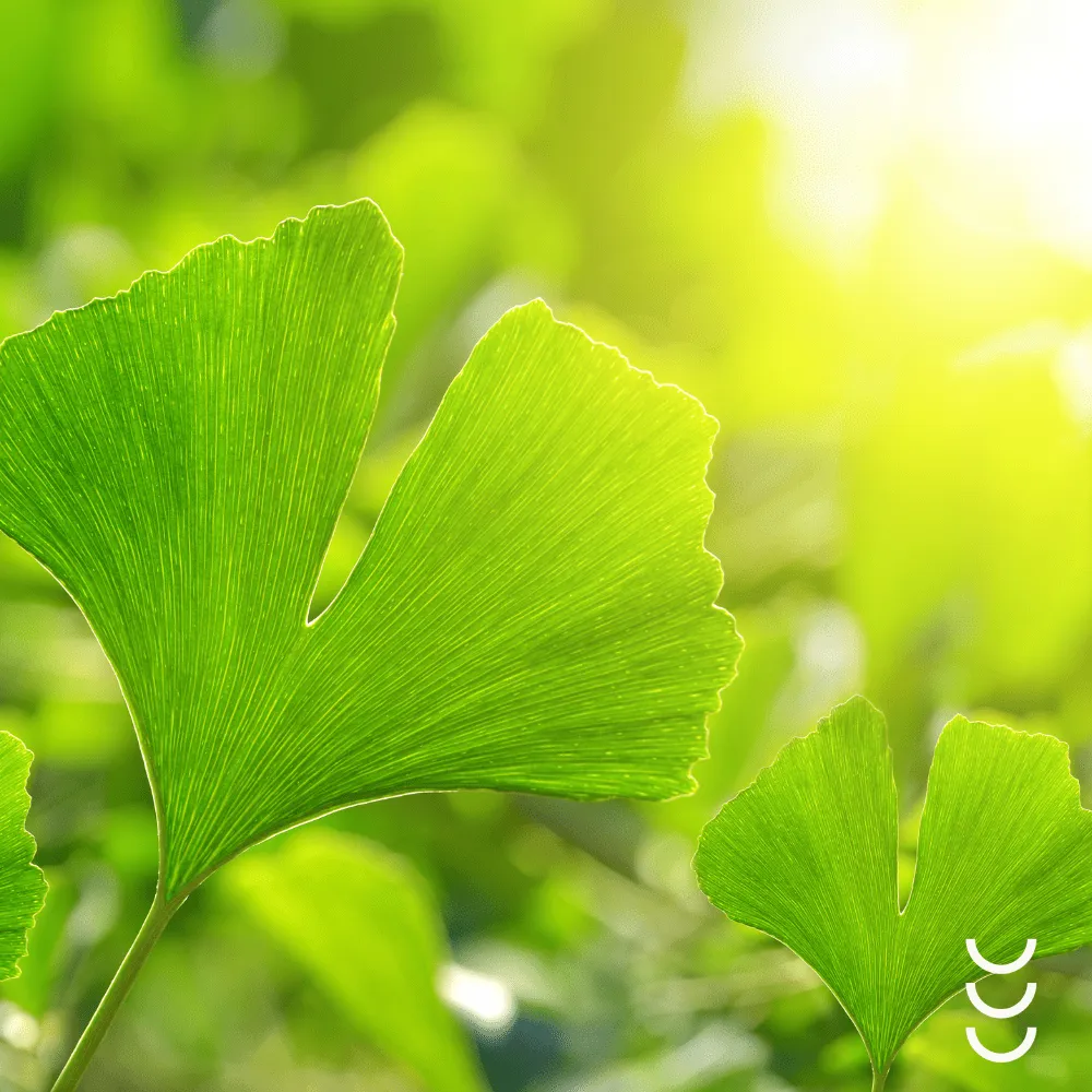 Bicaps BILOBA+ od Formeds — miniatura 3