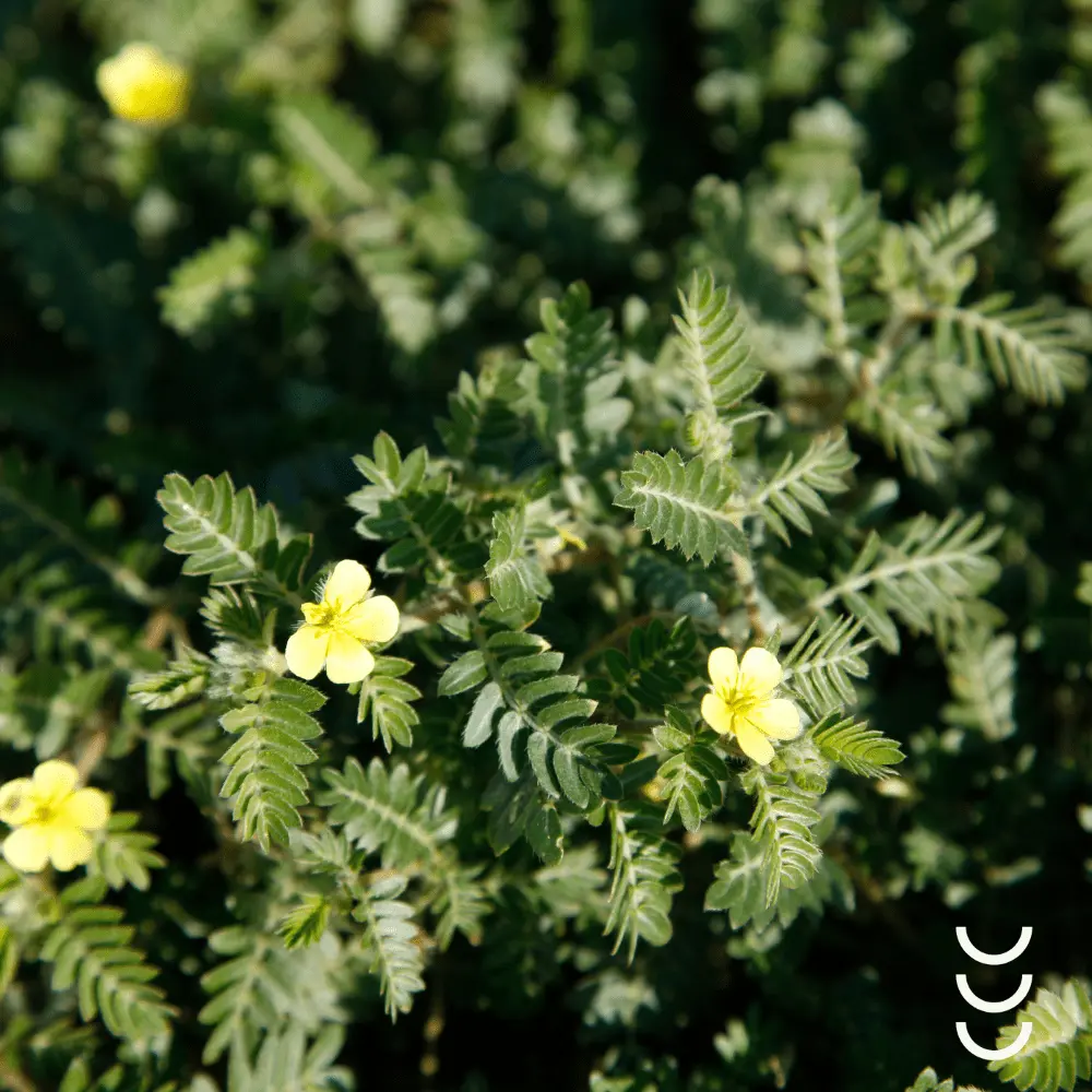 Buzdyganek Premium Bio Herbs - Moc natury dla zdrowia i witalności — miniatura 4