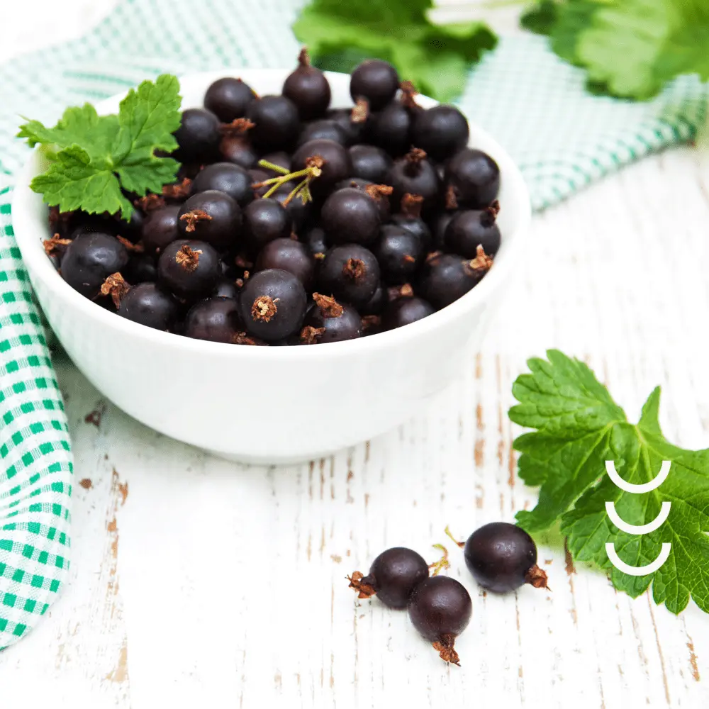 Cukierki Czyszczące Język o Smaku Czarnej Porzeczki z Kwiatem Czarnego Bzu - Herbapol — miniatura 3