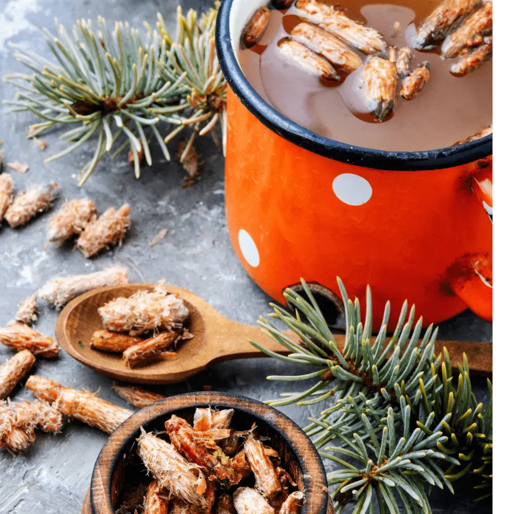 Ecoblik - Sosna Pączki EKO 50g — miniatura 4