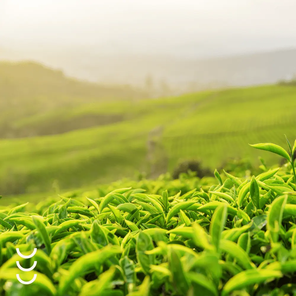 EGCG z Cynkiem Bio Herbs– naturalna energia i ochrona dla Twojego organizmu — miniatura 3