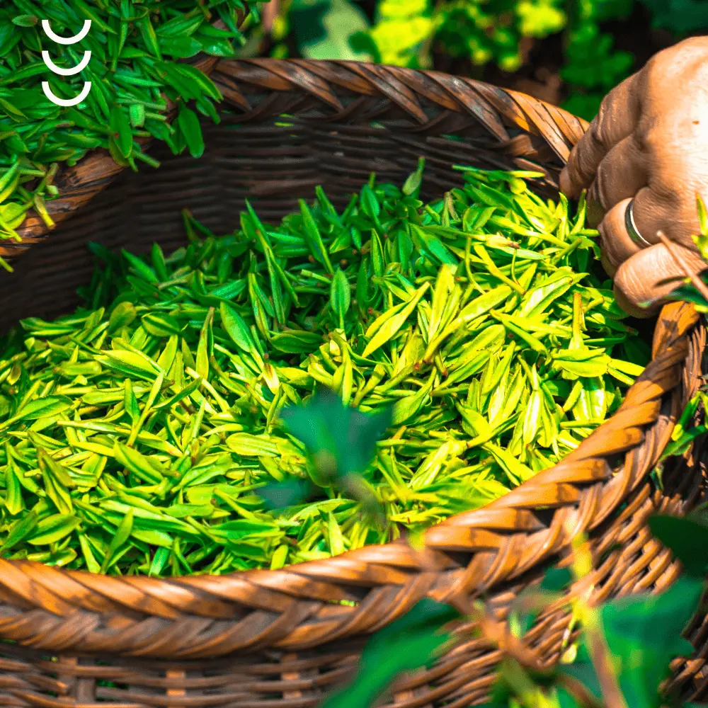 EGCG z Cynkiem Bio Herbs– naturalna energia i ochrona dla Twojego organizmu — miniatura 4