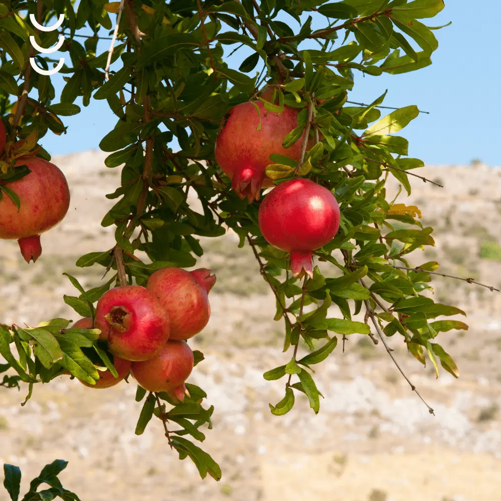 Liposomalna Witamina C z ekstraktem z granatu Bio Herbs – Silna ochrona dla Twojego organizmu — miniatura 4