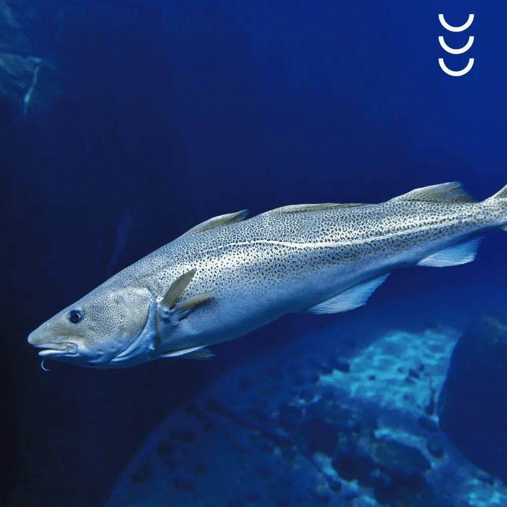 Tran Norweski 1000 mg Omega-3 – Osavi — miniatura 3