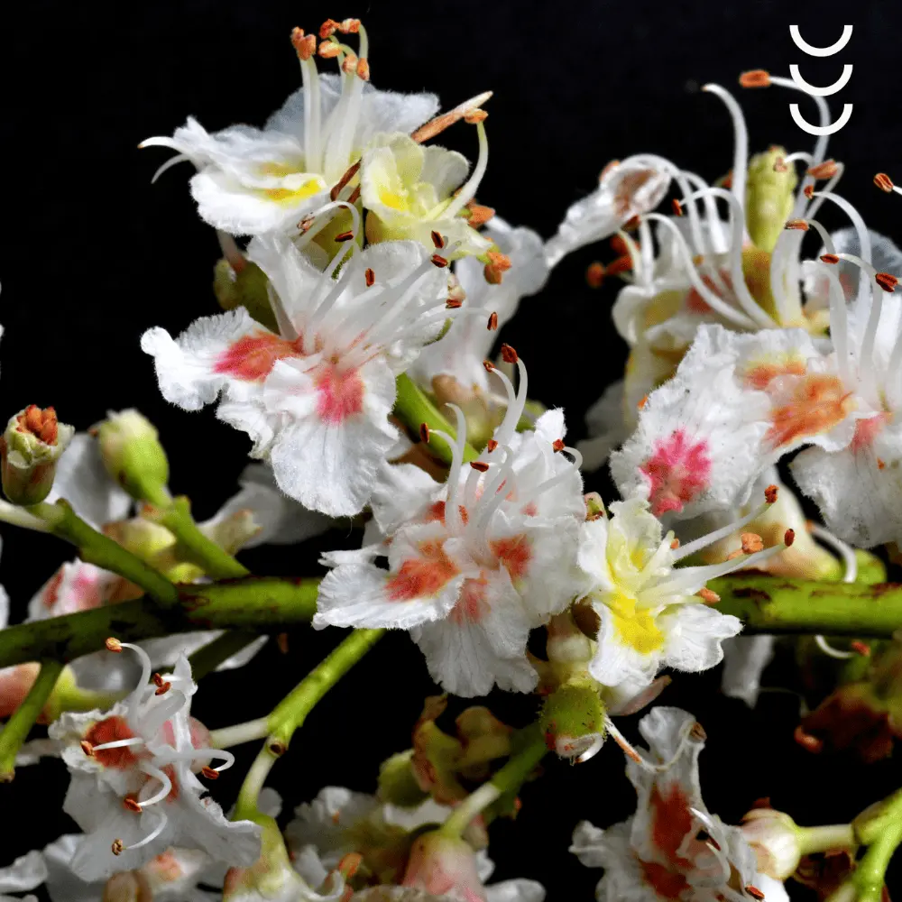 VENONIX®  - Żel na zmęczone i opuchnięte nogi — miniatura 3