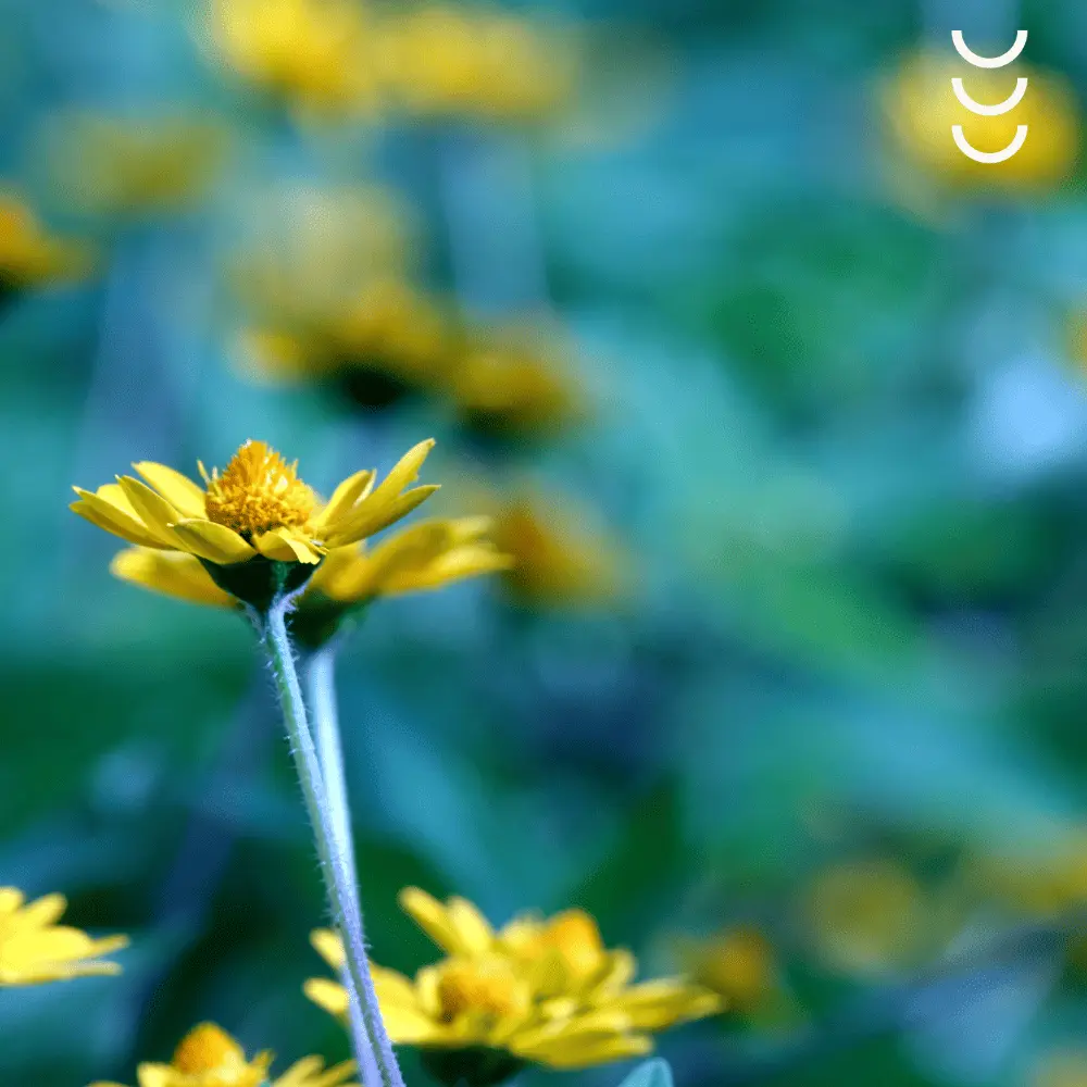 VENONIX®  - Żel na zmęczone i opuchnięte nogi — miniatura 4